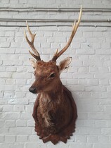 wallhanger (Trophy) Black forest France Walnut 1900